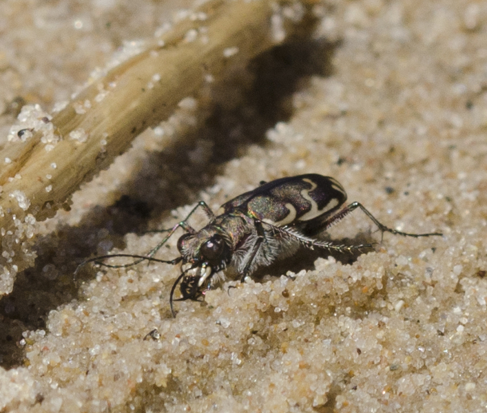 cicindela4518