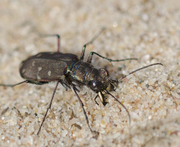 cicindela5169