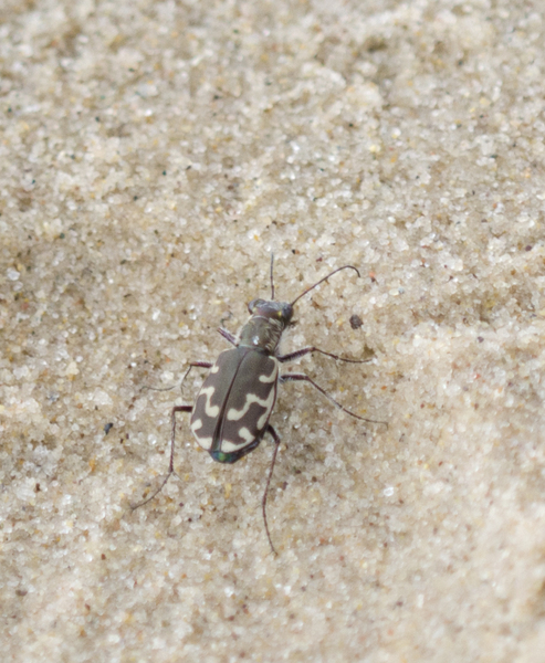 tiger_beetle1454