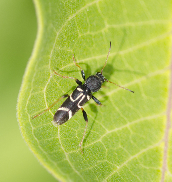 Clytus9424