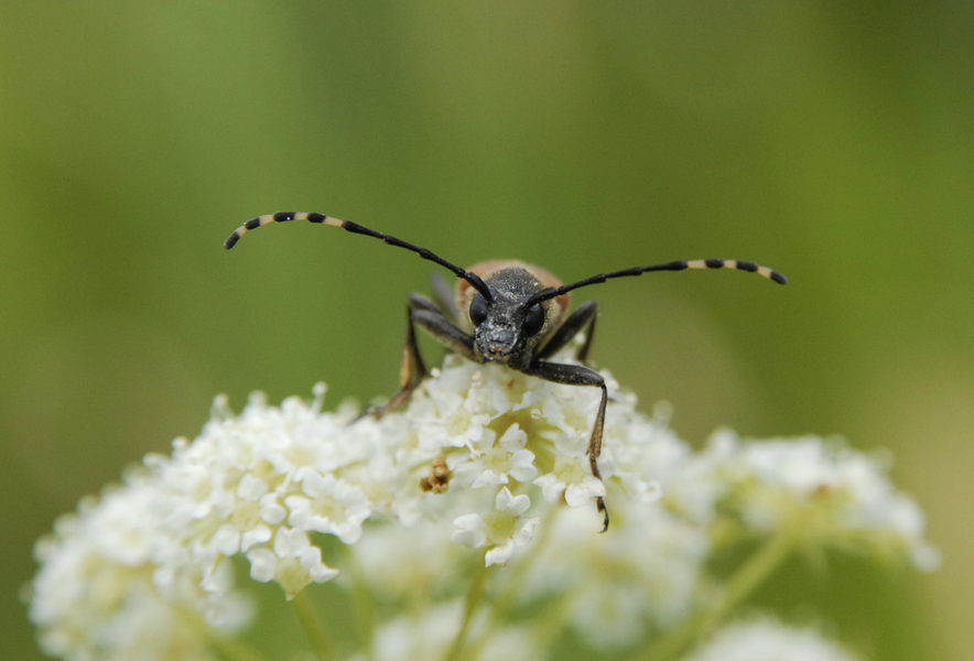 Leptura_plebeja0471
