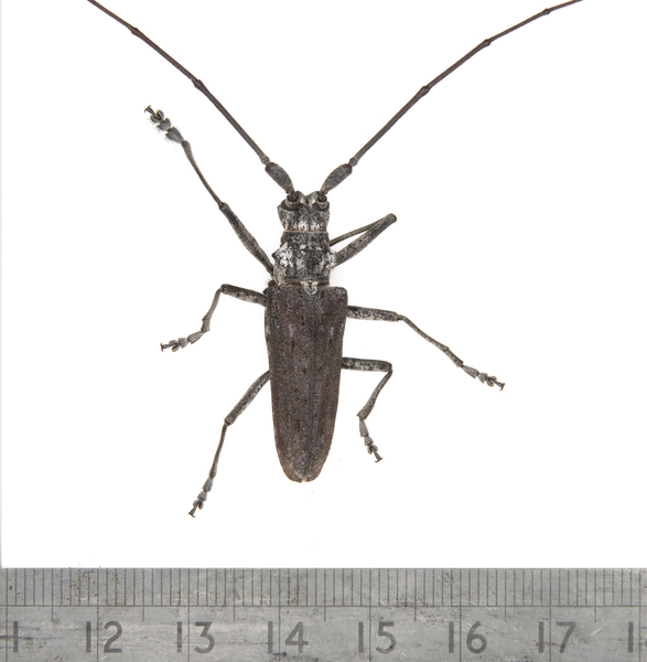 Monochamus2469