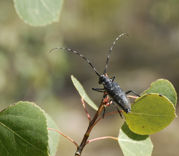 Monochamus5359