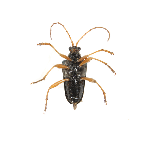 beetle0009