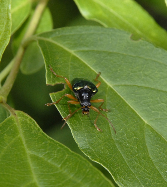 beetle3305