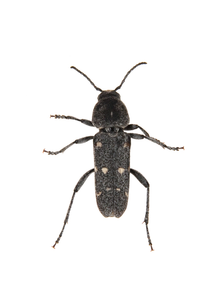 cerambycid2291
