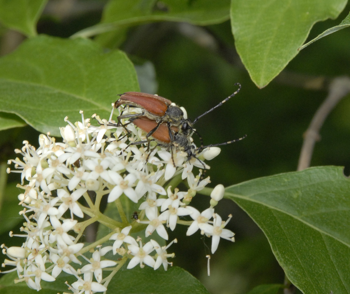 cerambycid3288
