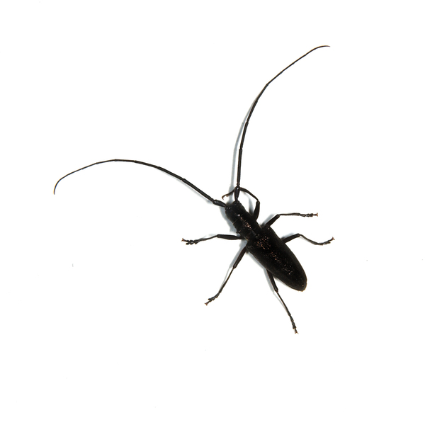cerambycid6081
