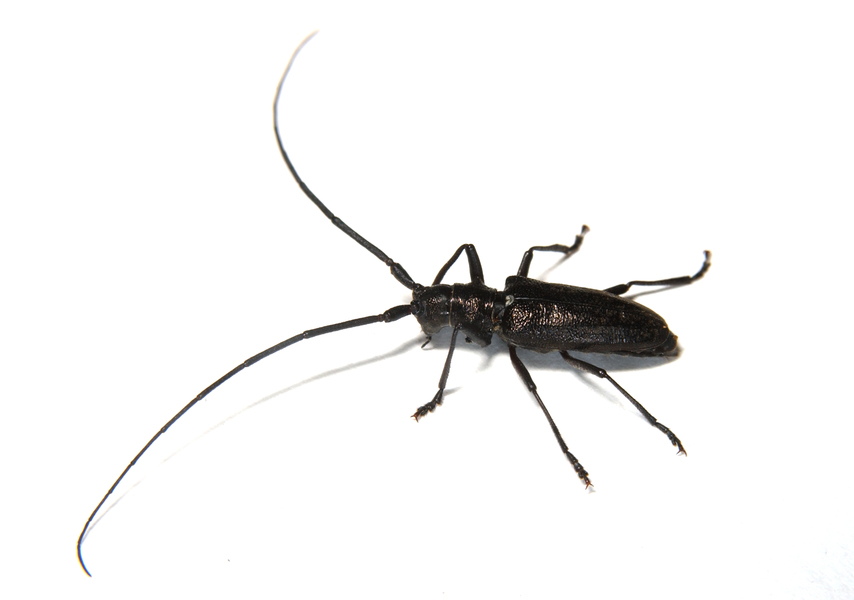 cerambycid6096