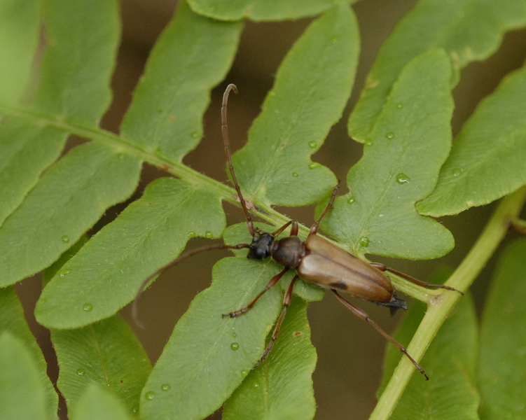 leptura4497