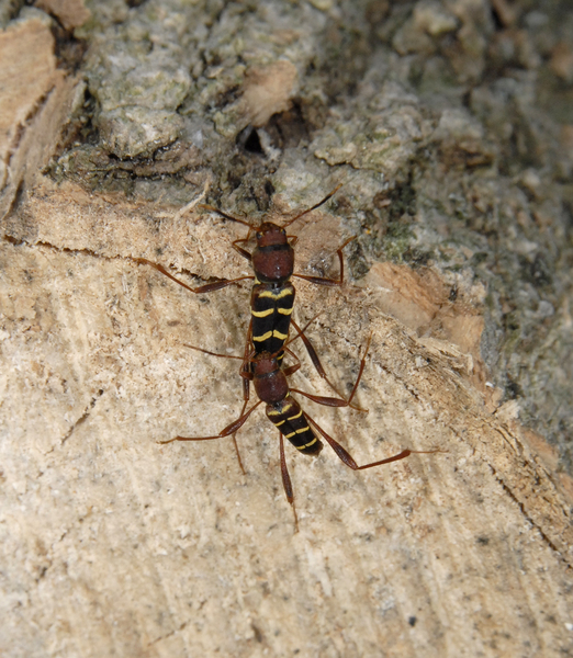 Neoclytus3275