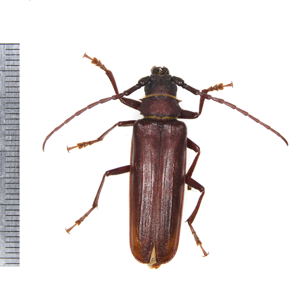 Orthosoma9878