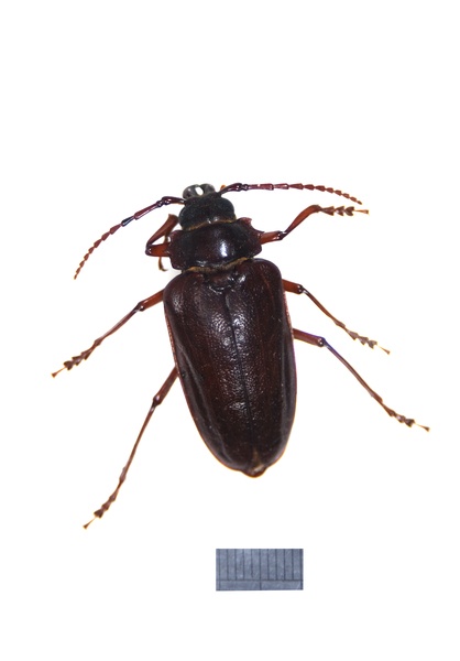 Prionus2830