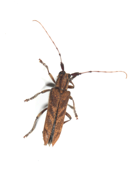 Saperda4317