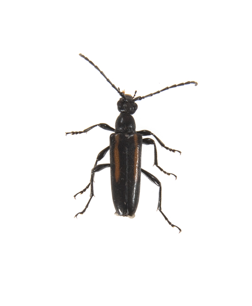 Strangalepta2245