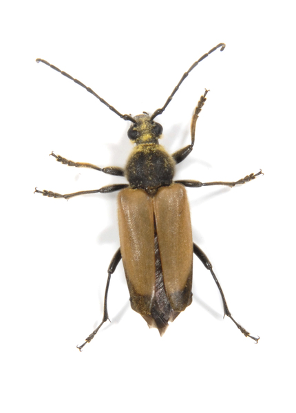 Trigonarthris4513