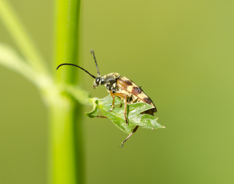 Typocerus9508