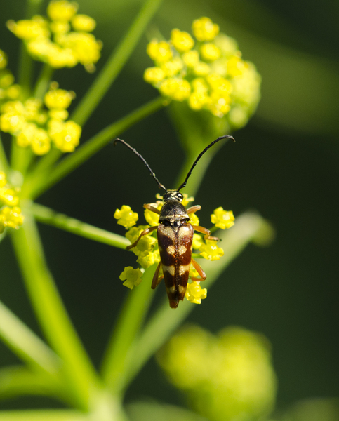 Typocerus9535