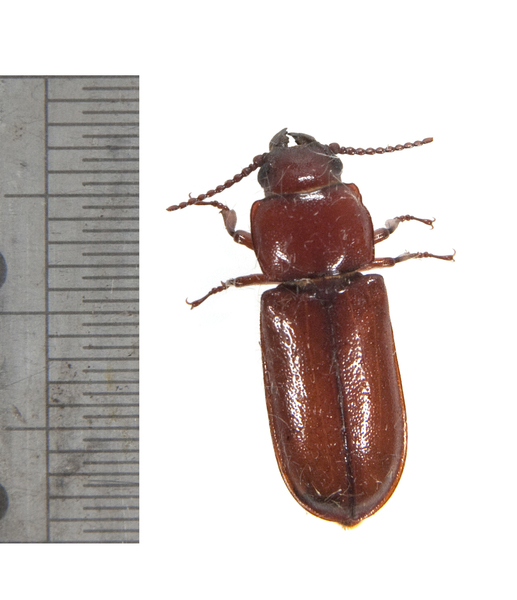 beetle2475