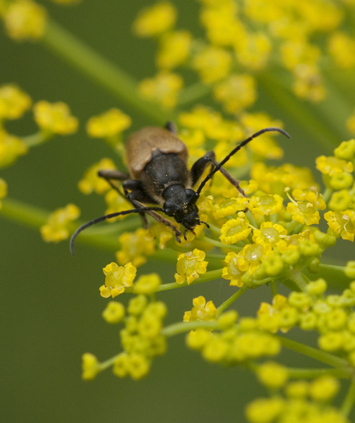 cerambycid2176