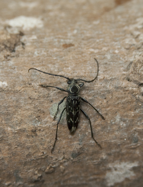 cerambycid2758