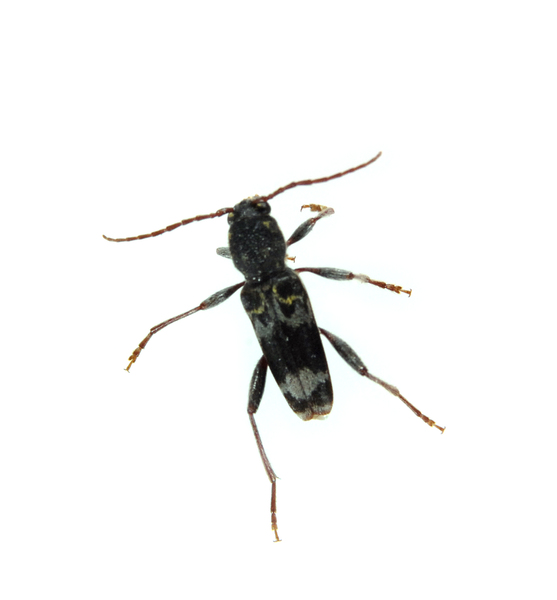 cerambycid3852