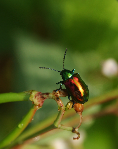 Chrysochus_auratus5656