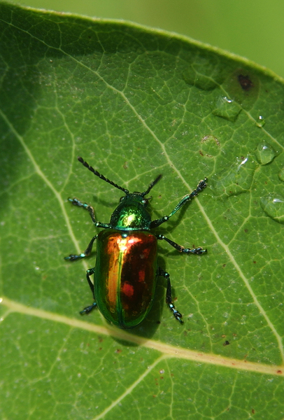 Chrysochus_auratus5658