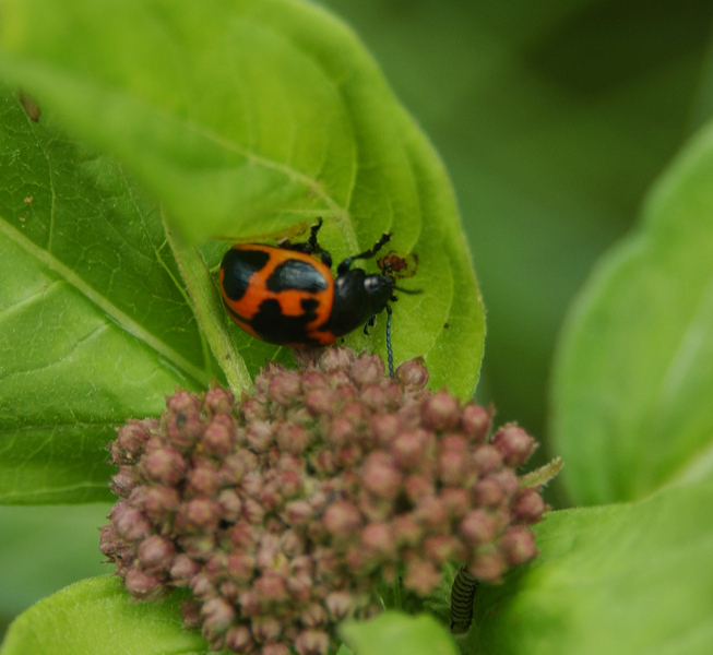 Labidomera_clivicollis7912