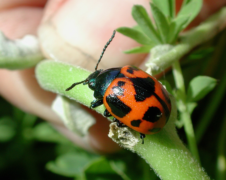 ladybeetle1mimic