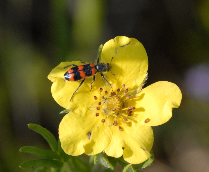 Trichodes_nutalli4874