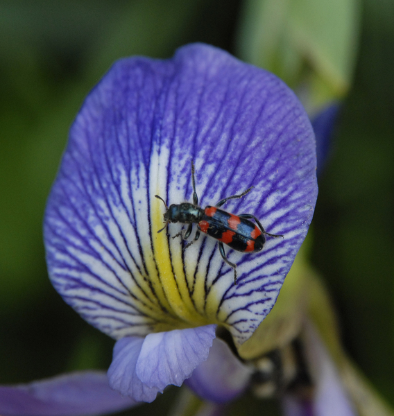 Trichodes_nuttalli0122