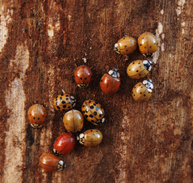 Harmonia_axyridis6517