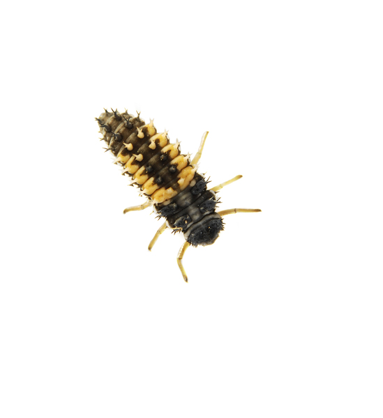 larva1581