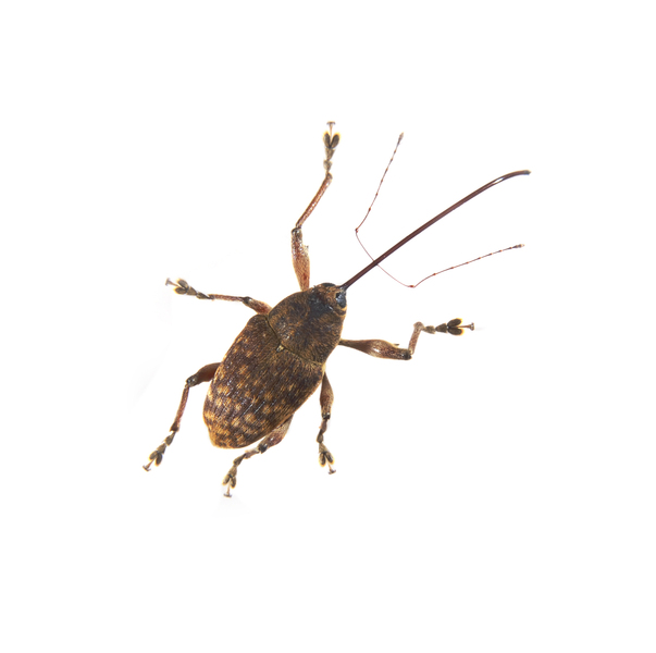 Curculio0816