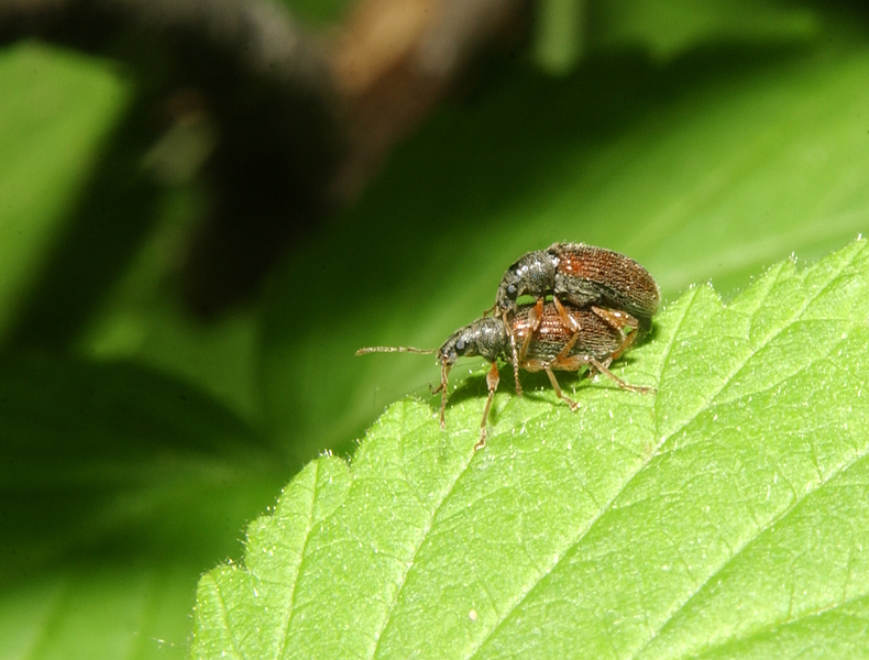 Otiorhynchus7748