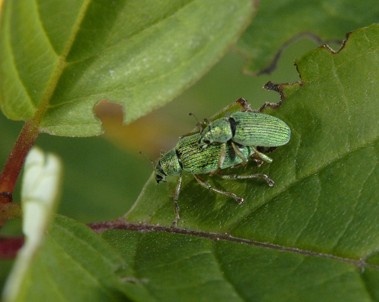 Polydrusus0122