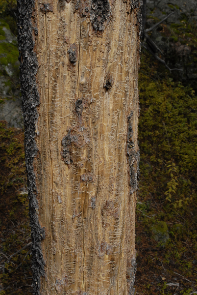 mtn_pine_beetle1384