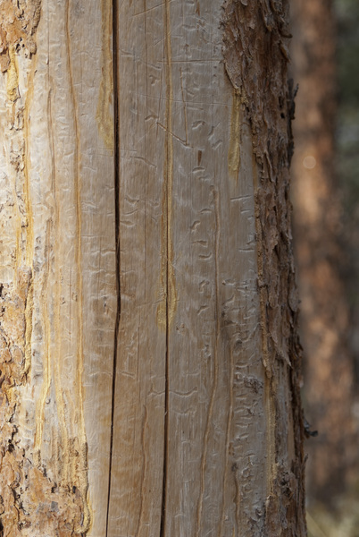 mtn_pine_beetle5931