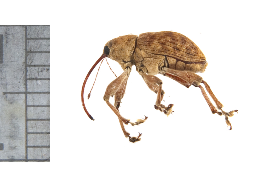 weevil3250