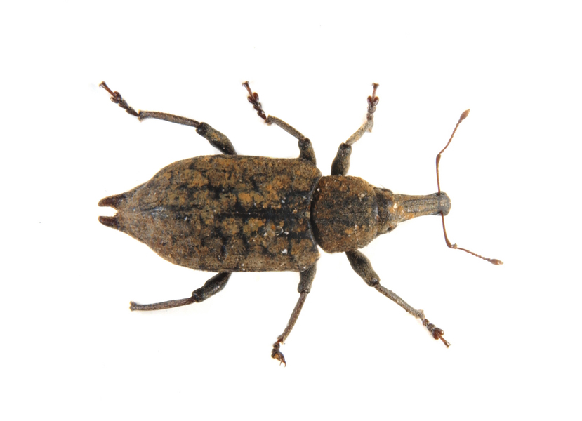 weevil4599