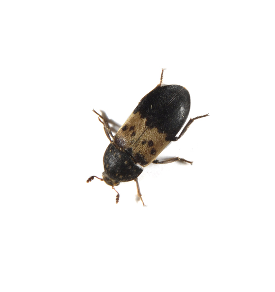 dermestes0015