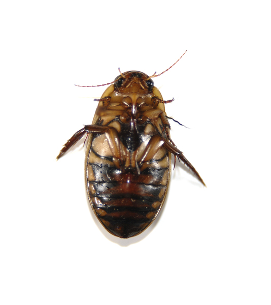 Dytiscus0128