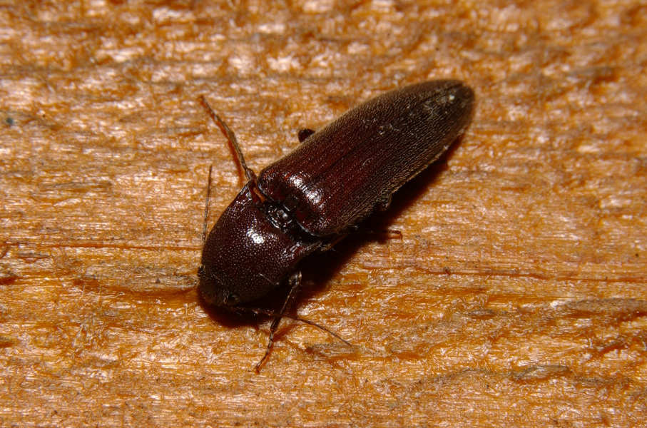 clickbeetle