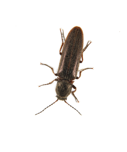 elateridae4262