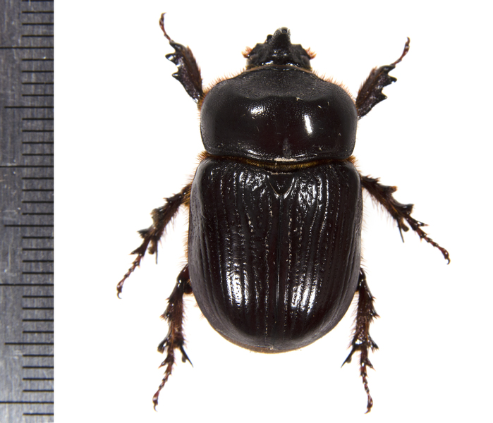 Geotrupes9205