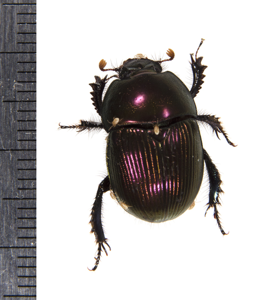 Geotrupes9649