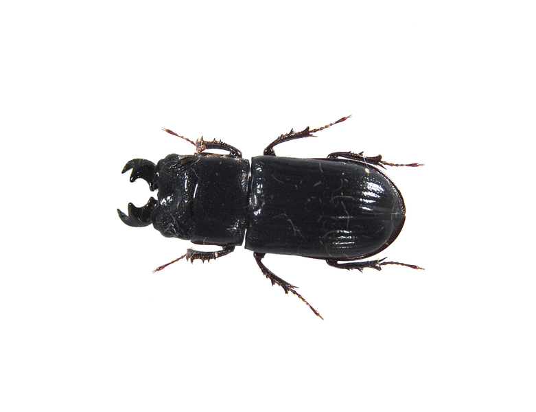 Ceruchus1747