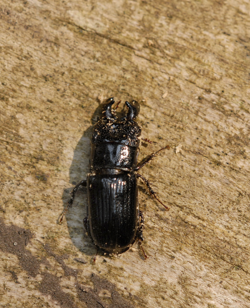 Ceruchus4849