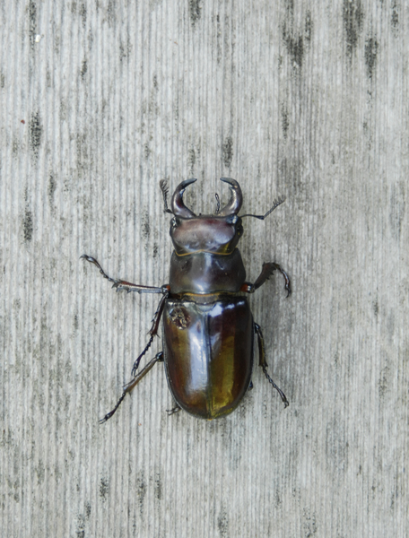lucanidae0216